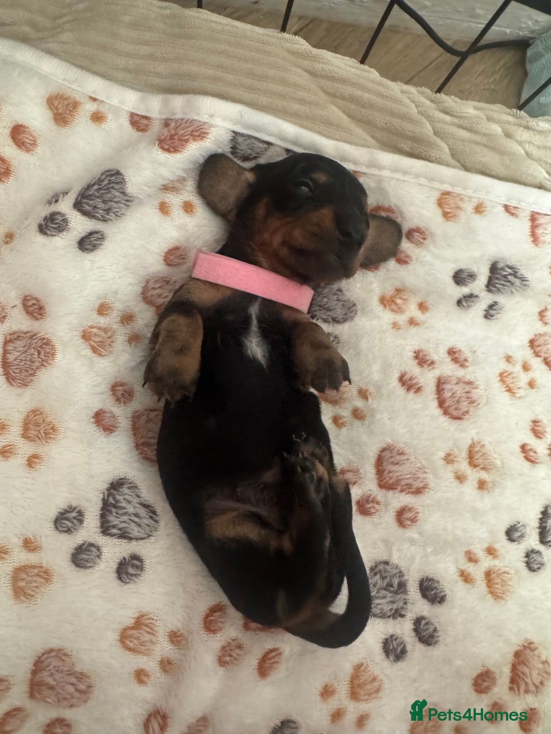 Miniature Dachshund dogs for sale: Miniature daschund puppies - Image 25