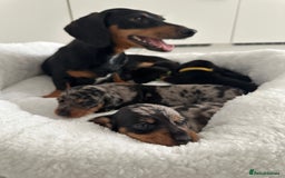 Miniature Dachshund dogs for sale: ✨Mini Smooth Hair Dachshund Ready 18/10/2025 ✨ - Image 22