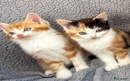 Mixed Breed cats for sale: STUNNING BOY AND GIRL KITTENS - Image 4
