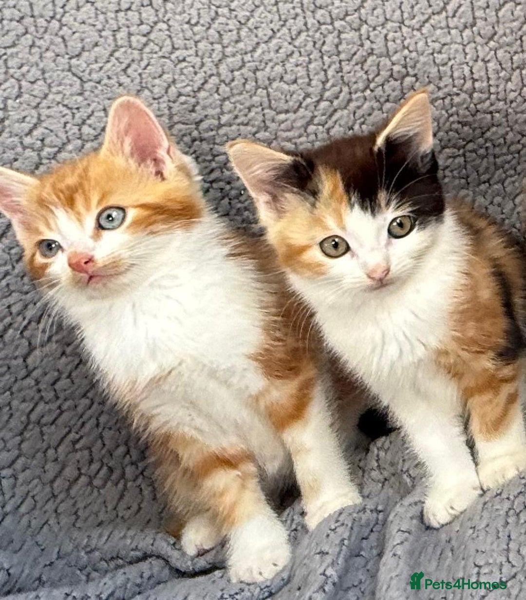 Mixed Breed cats for sale: STUNNING BOY AND GIRL KITTENS - Image 4
