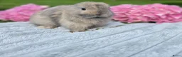 Mini Lop rabbits for sale: BRC Mini Lops  - Advert 24