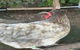 Chickens poultry for sale: 11 chickens for sale  - Image 11