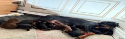 Dobermann dogs for sale: Doberman puppies  - Advert 4