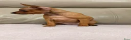 Russian Toy Terrier dogs for sale: Russian Toy Terrier - Advert 5