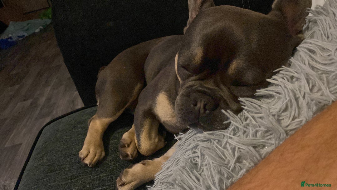 French Bulldog dogs for sale: Rocky looking for forever home. - Image 4