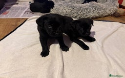 Mixed Breed dogs for sale: Labrotties - Image 4