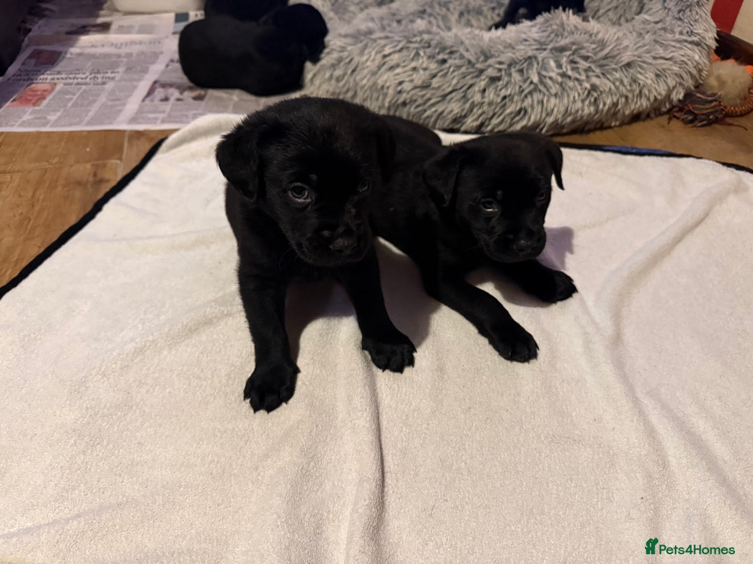 Mixed Breed dogs for sale: Labrotties - Image 4