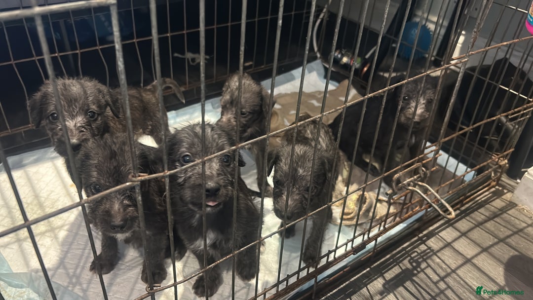 Mixed Breed dogs for sale: Beddlington x Whippet - Image 10