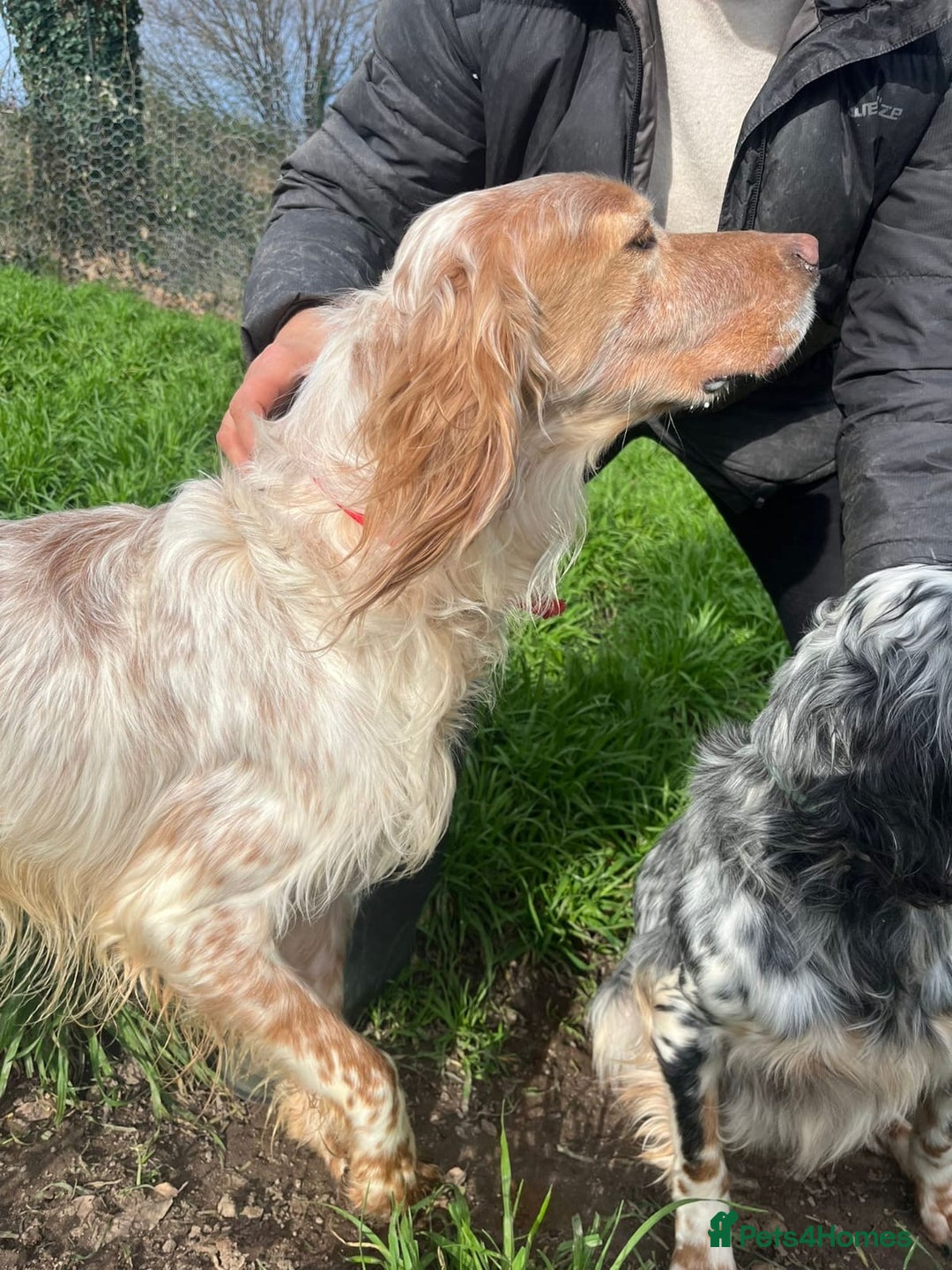 English Setter dogs for adoption: Lobo  - Advert 5