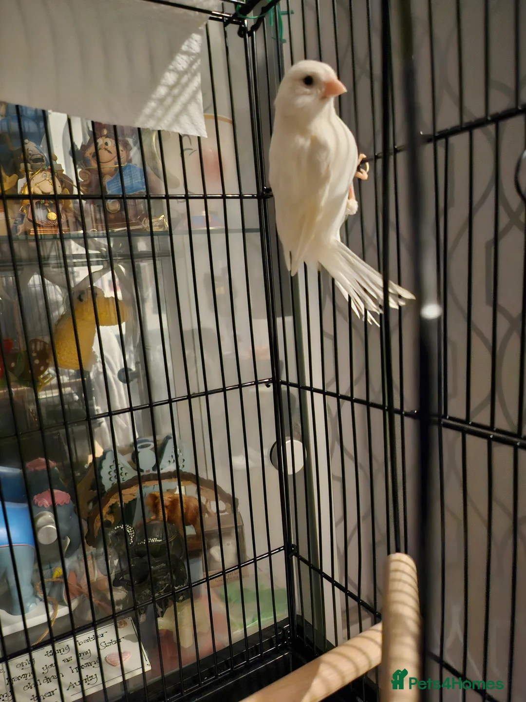 Canaries birds for sale: Male white Canary - Advert 2