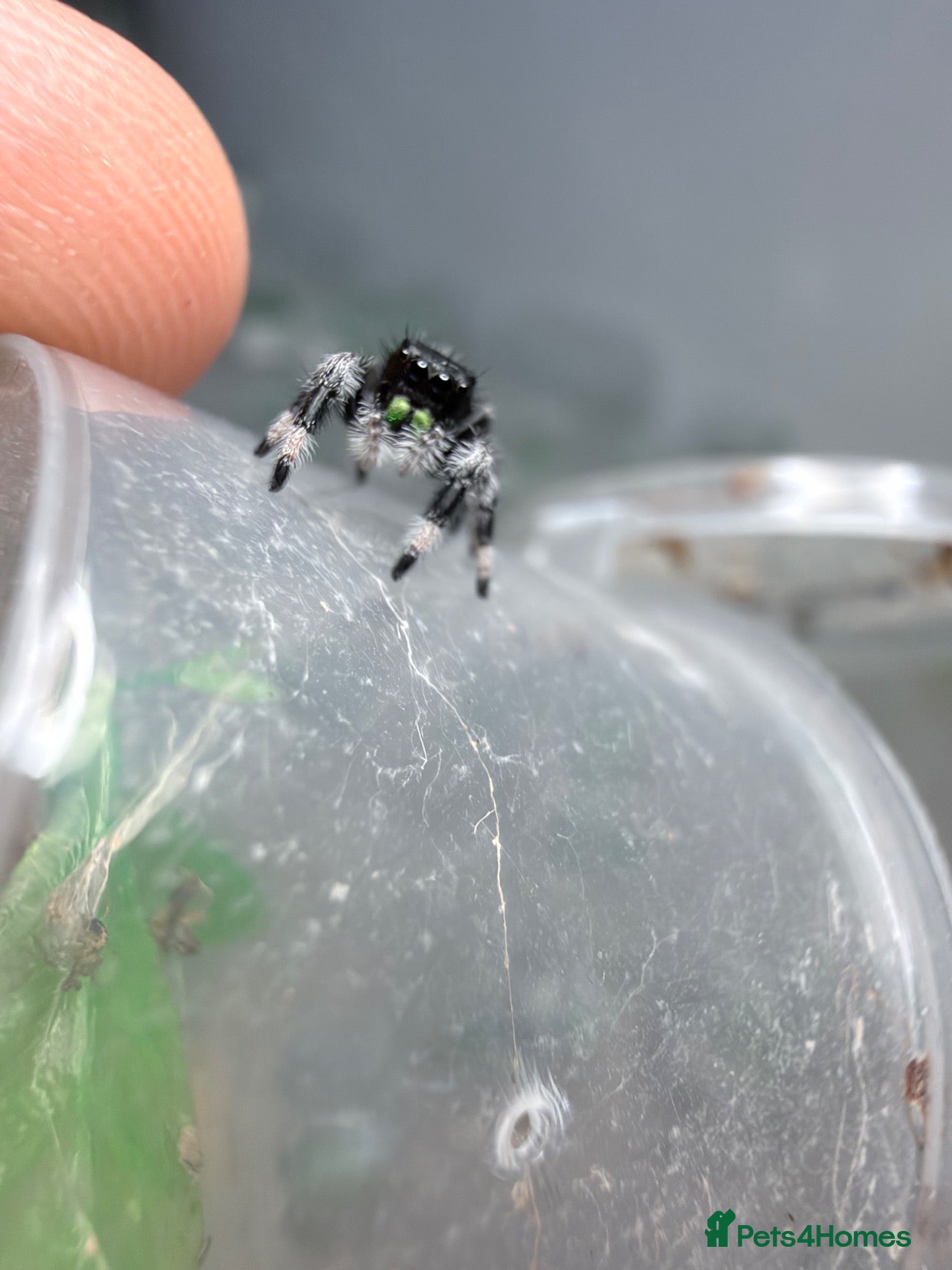 Spiders invertebrates for sale: Mix of male phisippud regius  - Advert 1