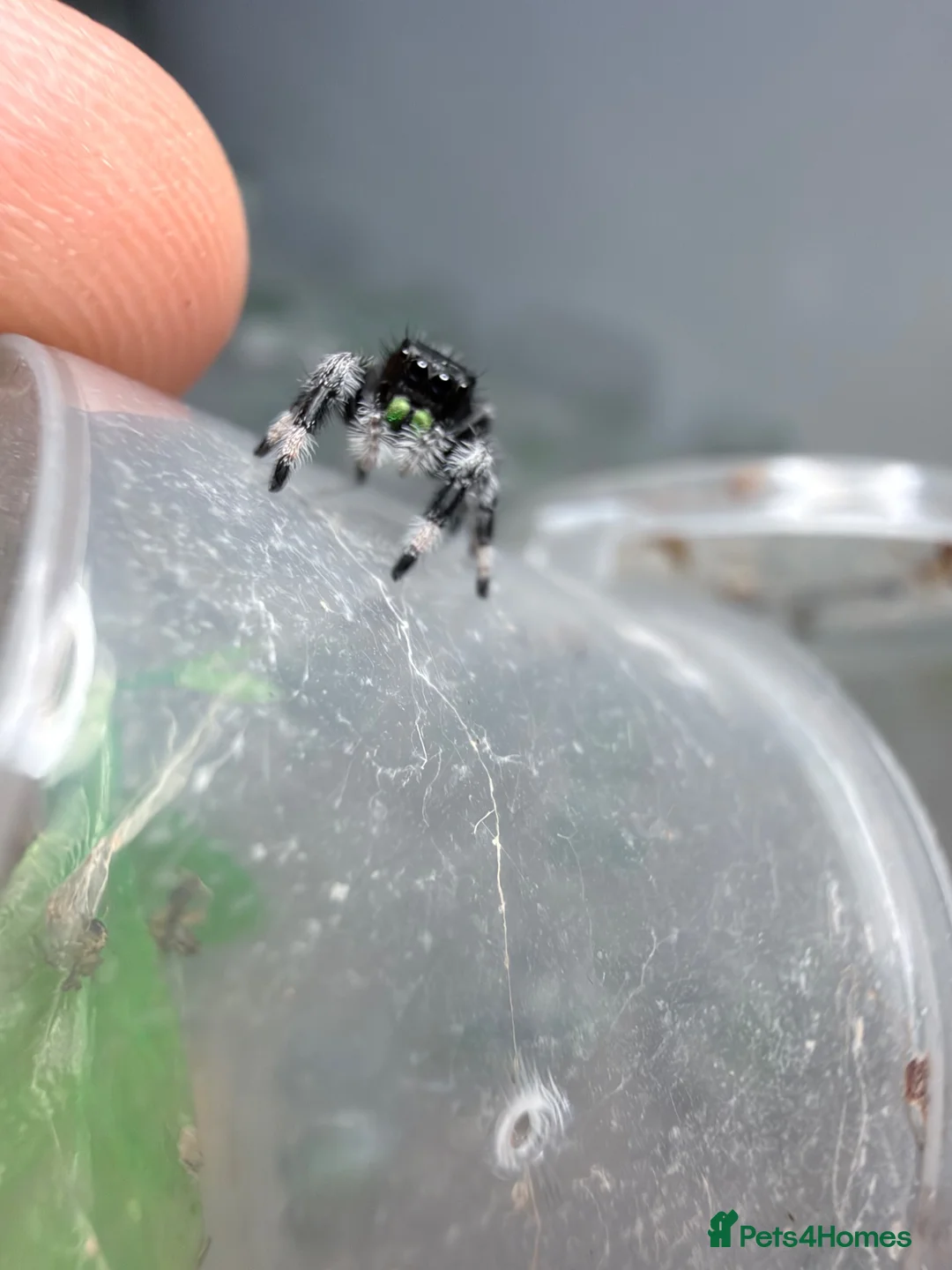 Spiders invertebrates for sale: Mix of male phidippus regius  - Advert 1