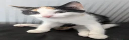 Mixed Breed cats for sale: Kitten looking for there forever homes  - Advert 3