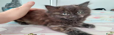 Mixed Breed Kitten 2 female 