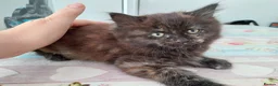 Mixed Breed cats for sale: Beautiful kittens looking for home  - Advert 2