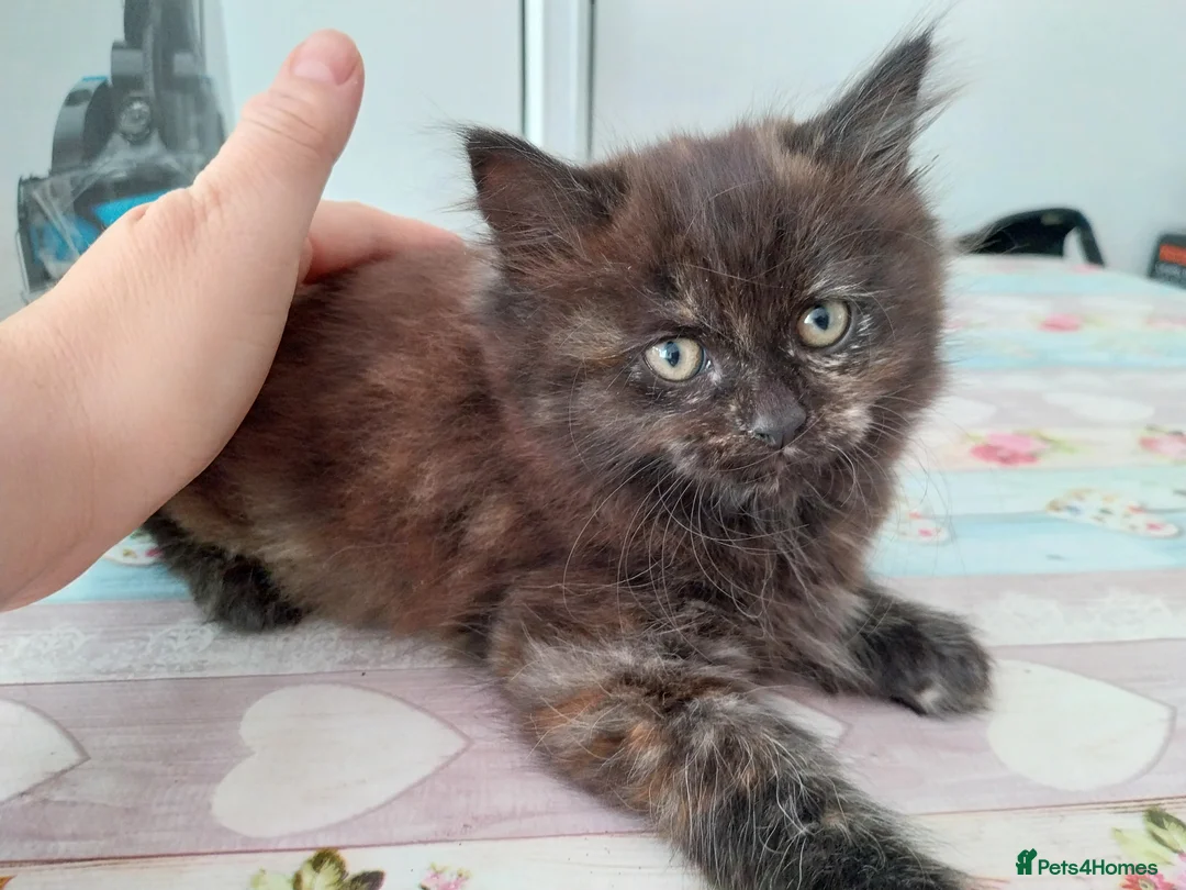 Mixed Breed cats for sale: Beautiful kittens looking for home  - Advert 2