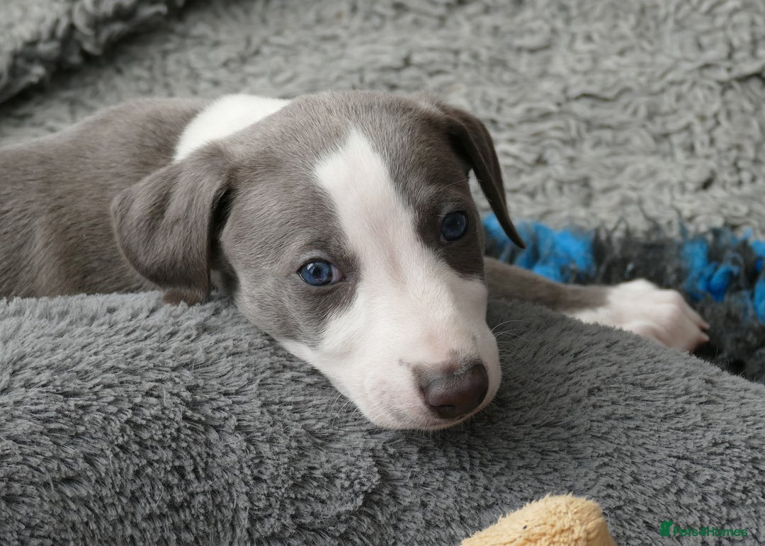 Whippet dogs for sale: Beautiful Pedigree Whippet puppies, healthy happy  - Image 7