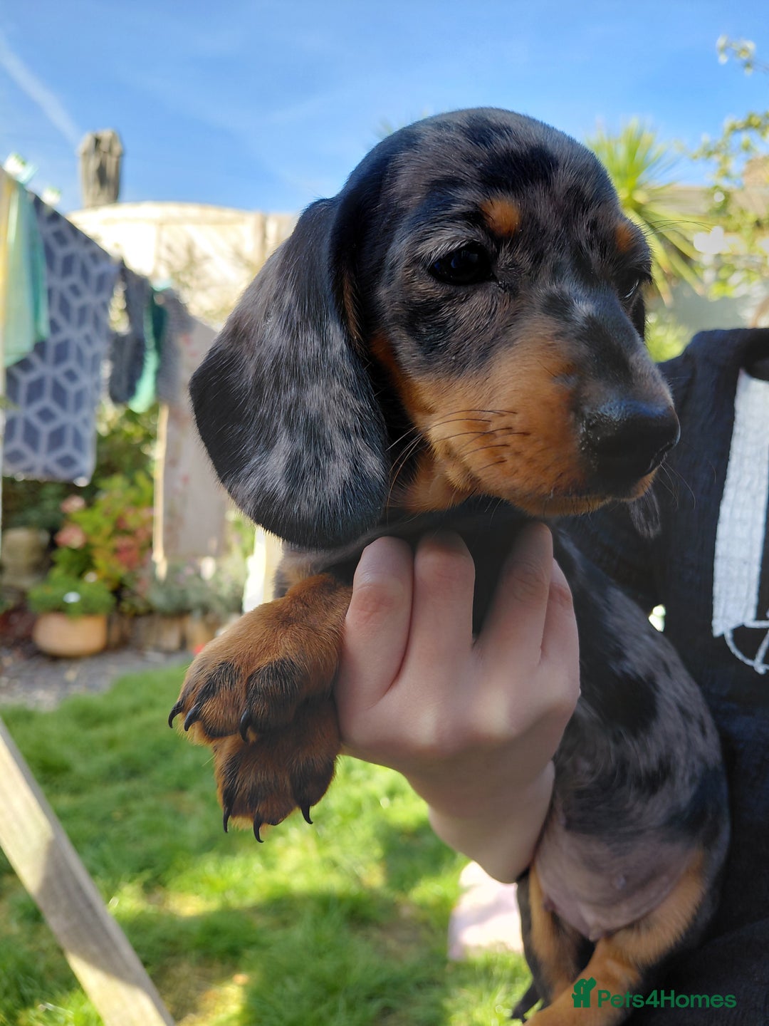 Dachshund dogs for sale: Miniature Daschund - Image 17