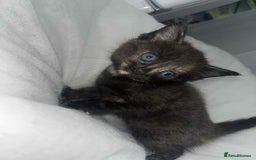 Bengal cats for sale: Beautiful bengal cross kittens ready to leave - Image 3