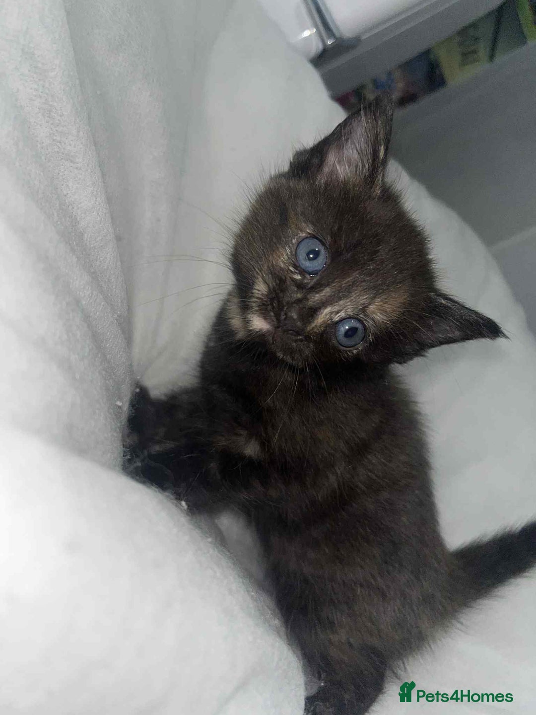 Bengal cats for sale: Beautiful bengal cross kittens ready to leave - Image 3