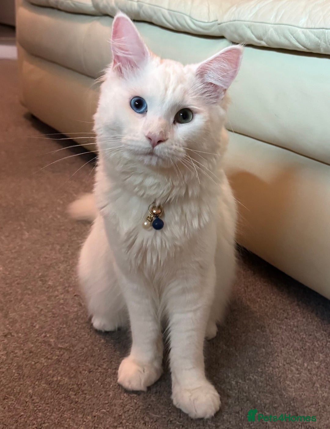 Maine Coon cats for sale: Boy Maine coon - Advert 3