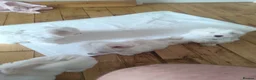 Maltese dogs for sale: 2 female Maltese puppies - Advert 11
