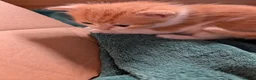 Maine Coon cats for sale: 3 gorgeous orange and white boys in Durham - Advert 2