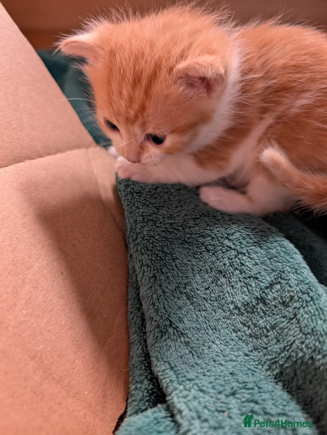 Maine Coon cats for sale: 3 gorgeous orange and white boys in Durham - Advert 2
