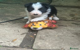 Mixed Breed dogs for sale: Border collie cross/bearded collie puppies  - Image 10