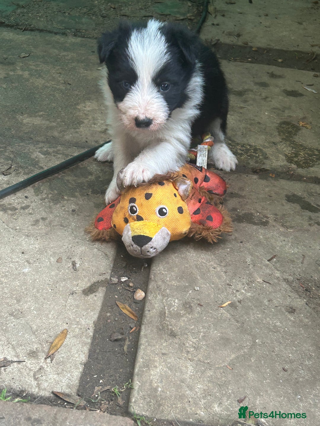 Mixed Breed dogs for sale: Border collie cross/bearded collie puppies  - Image 10