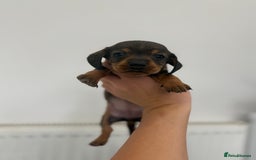 Miniature Dachshund dogs for sale: miniature dachshund puppies  - Image 6