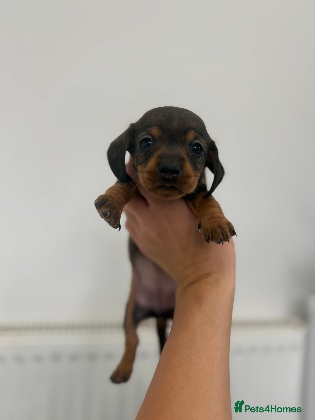 Miniature Dachshund dogs for sale: miniature dachshund puppies  - Image 6