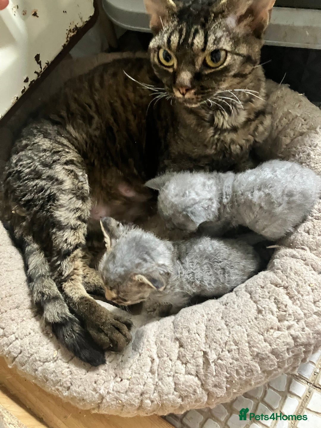 Devon Rex cats for sale: GCCF registered - Devon Rex Kittens - Advert 23