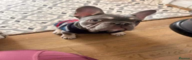 French Bulldog 1