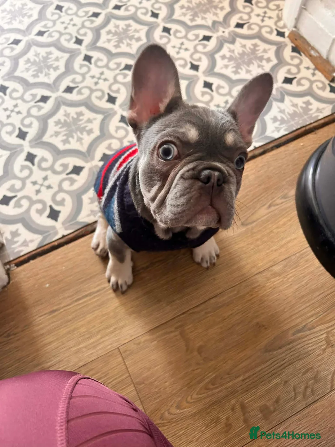 French Bulldog dogs for sale: Beautiful 6-Month-Old French Bulldog Puppy 🐶 - Advert 2