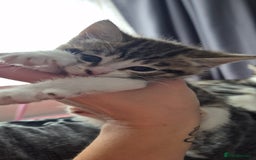 British Shorthair cats for sale: 4 gorgeous kittens for sale! - Image 1