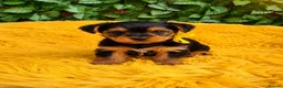 Yorkshire Terrier dogs for sale: Purebred Yorkshire Terrier Puppies Vaccinated  - Advert 21