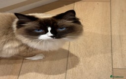 Ragdoll cats for sale: female ragdoll - Image 4