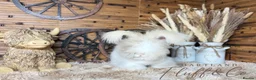 Angora rabbits for sale: PURE PEDIGREE|ENGLISH ANGORA - Advert 17
