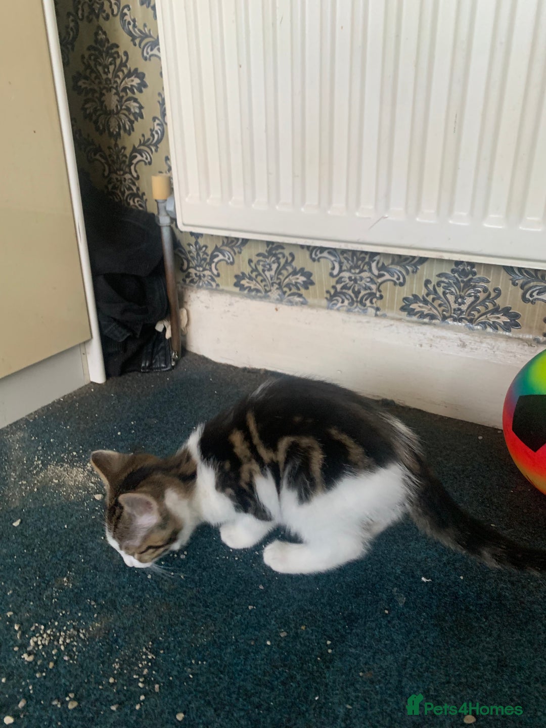 British Shorthair cats for sale: 3 Kitten ready to leave today  - Advert 2