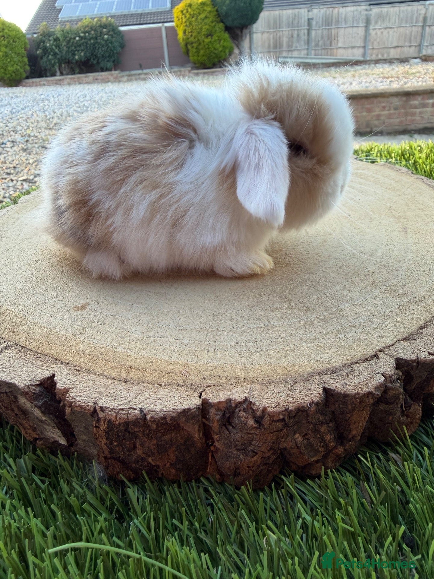 Mini Lop rabbits for sale: Beautiful mini lop ready to reserve 🩷🥰 - Advert 12