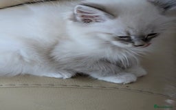 Siberian cats for sale: Kitty Neva Masguerade  - Image 2