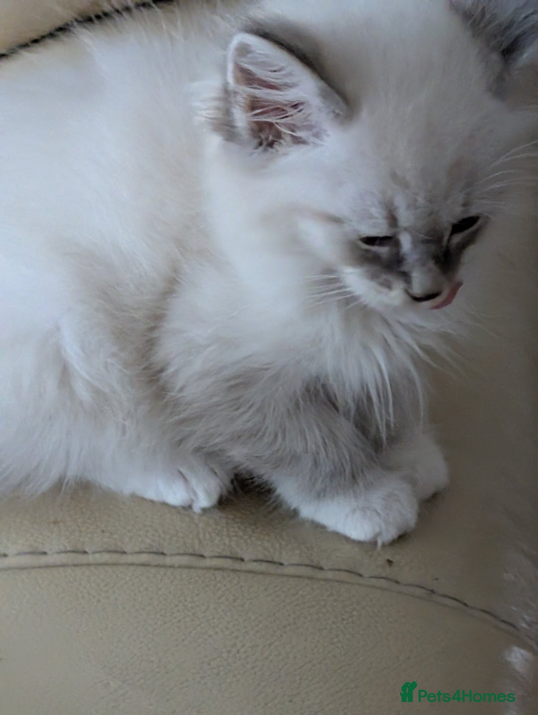 Siberian cats for sale: Kitty Neva Masguerade  - Image 2