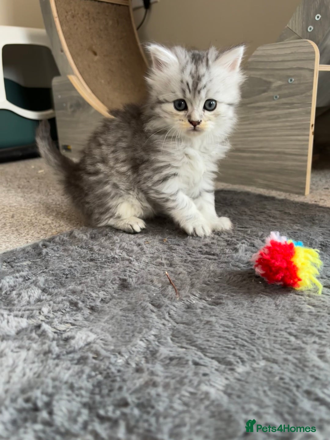 Maine Coon cats for sale: Persian X Maine coon 1 GIRL AVAILABLE  - Advert 1