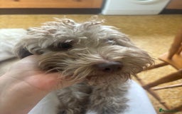 Mixed Breed dogs for sale: Archie - Image 1