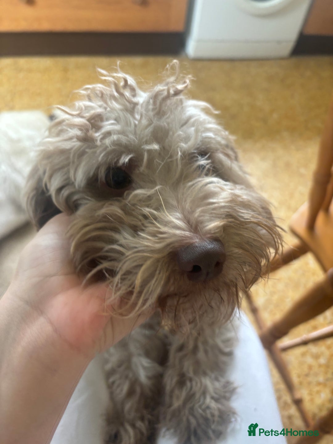 Mixed Breed dogs for sale: Archie - Image 1