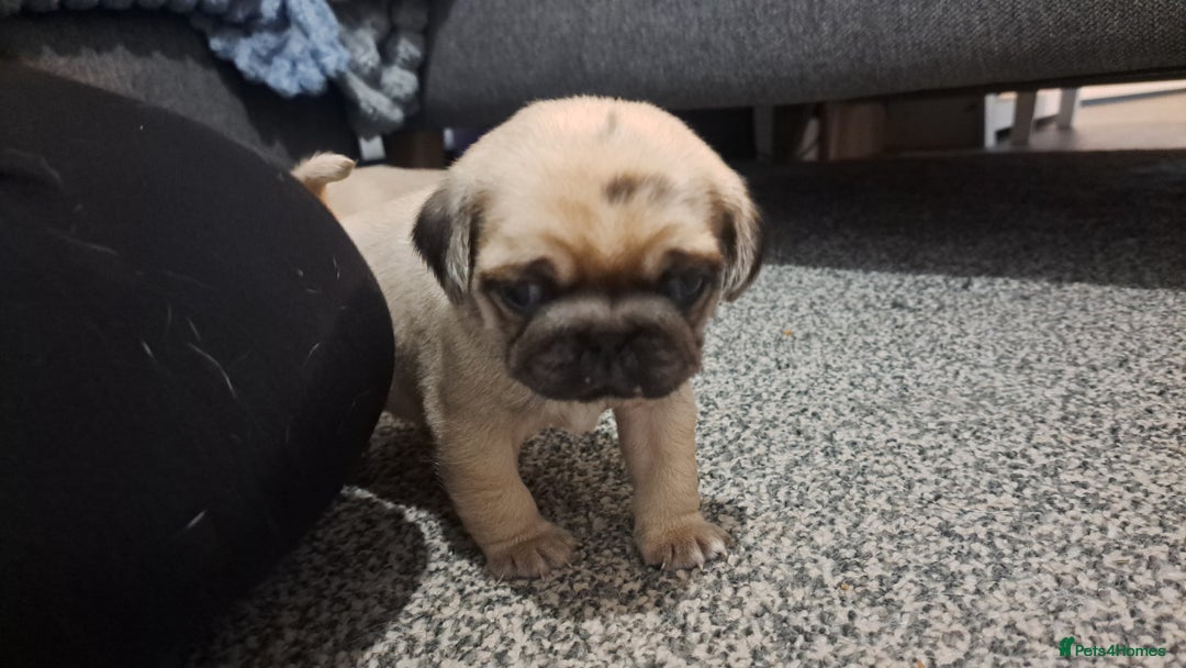 White Pug Puppies for sale Pets4Homes