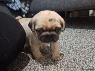 Pug dogs - Advert 33