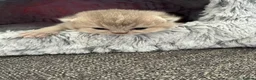 British Shorthair cats for sale: British shorthair  - Advert 15