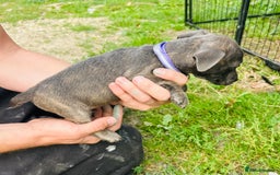 Jack Russell dogs for sale: Blue & Black Brindle Jack Russells - Image 23
